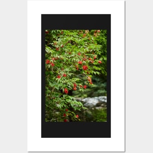 Red Rowan tree berries on branches Posters and Art